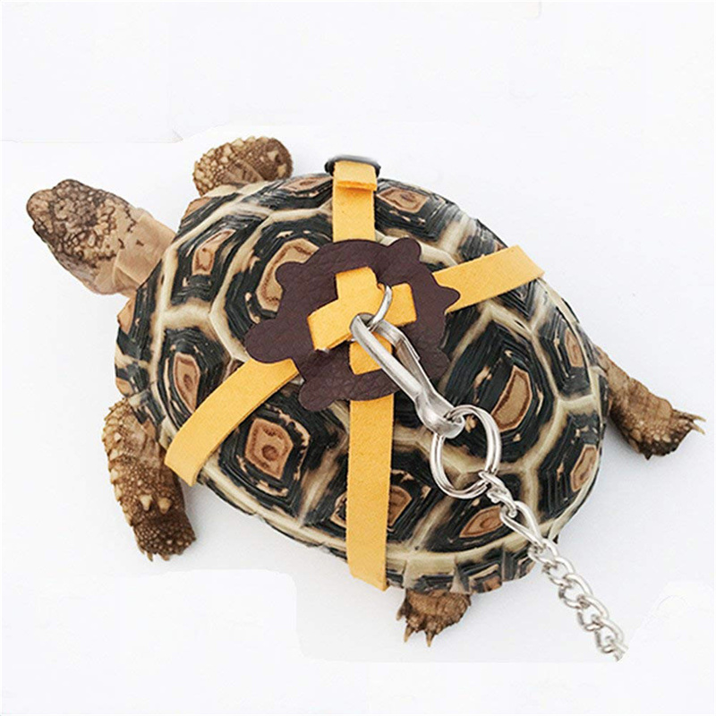 Turtle Traction Belt Control R - Water Dish Reptile 评论和价格