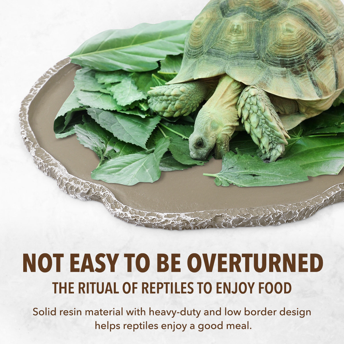 Resin Reptile Feeding Bowl Stu - Water Dish Reptile 评论和价格